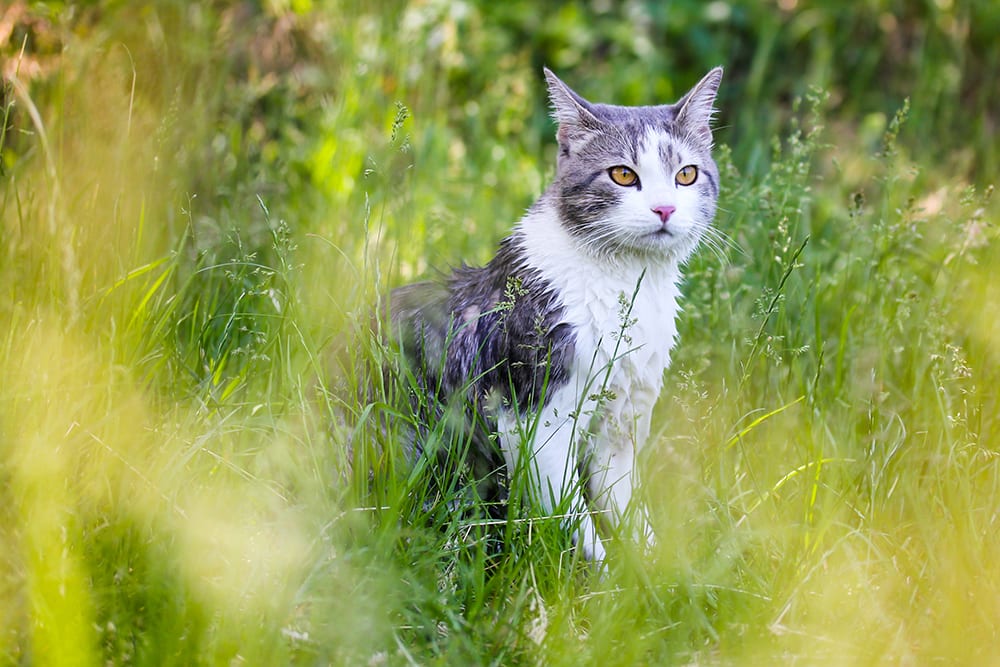 Male Cats Before After Neutering Davidson County Vets